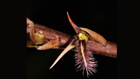 orchids-of-sikkim-himalayas