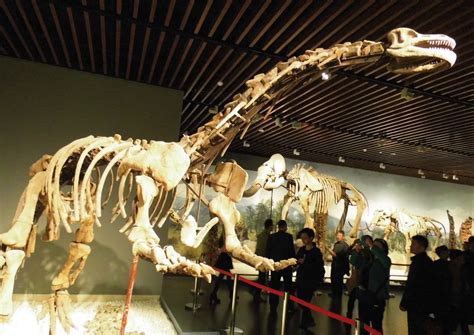 博物馆内的恐龙化石展高清图片下载-正版图片503413703-摄图网