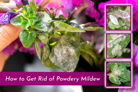 How To Get Rid Of Powdery Mildew | Organic Labs®