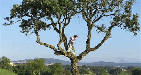 Logging Tree Fails Compilation 的图像结果