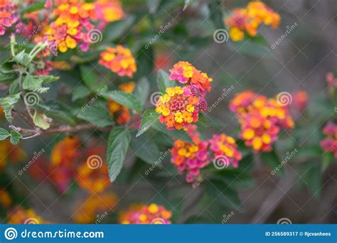 Big-sage Lantana Camara, Yellow and Orange Flowers, Purple Buds Stock ...