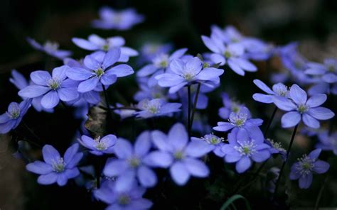 Small Blue Flowers MacBook Pro Wallpaper Download | AllMacWallpaper