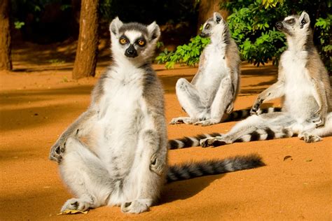 Weird Madagascar Animals