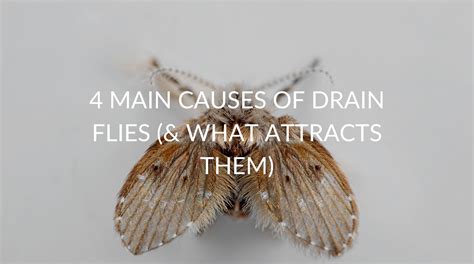 4 Main Causes Of Drain Flies (& What Attracts Them) - Pest Prevention ...