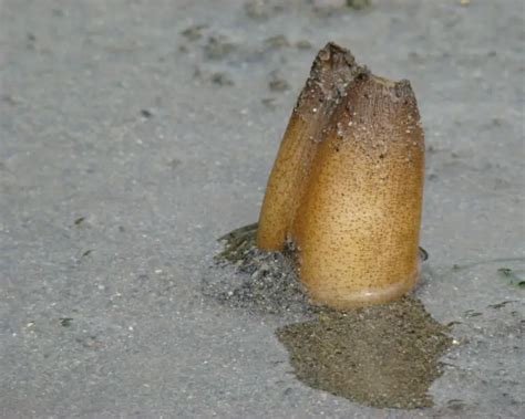 Image result for Geoduck Fun Facts
