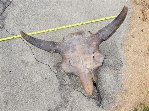 Bison Antiquus Comparison