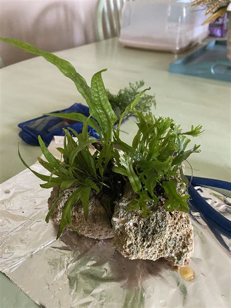 Image result for How to Glue Java Fern to Rocks