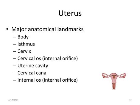 Uterus Anatomy.pptx - isthmus of uterus