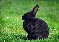Image result for Bunny Photography