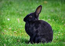 Image result for Pet Bunny