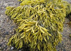 Image result for Seaweed