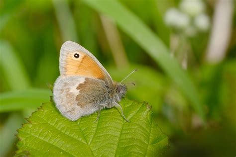 Image result for Simple Image of Butterfly Small Size