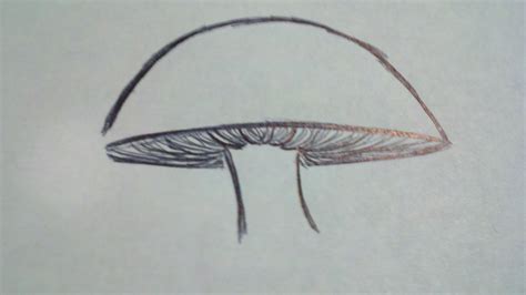 Image result for Fungi Drawing Pathogen