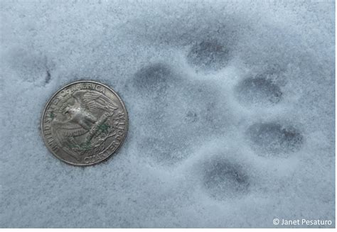 Bobcat Bear Footprints