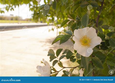 Cherokee Rose (Rosa Laevigata) Native To Southern China and Taiwan ...