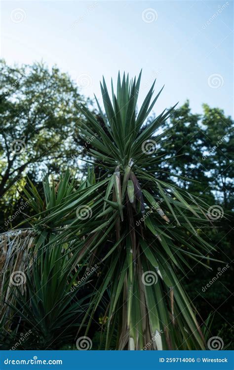 Encerramento Vertical Da Baioneta Espanhola Yucca Aloifolia No Jardim. Foto de Stock - Imagem de ...