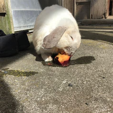 Latest pics of the house pets. Featuring Lil Bun (and plums) and Muffin : r/CasualNZ
