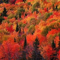 Lock Screen Fall Wallpaper by Colorful Fall Wallpapers Of The Week Lock Screen Fall Wallpaper