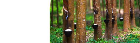 INDIAN RUBBER INSTITUTE