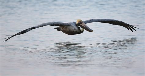 Smith Island’s Special Guests | Chesapeake Bay Magazine