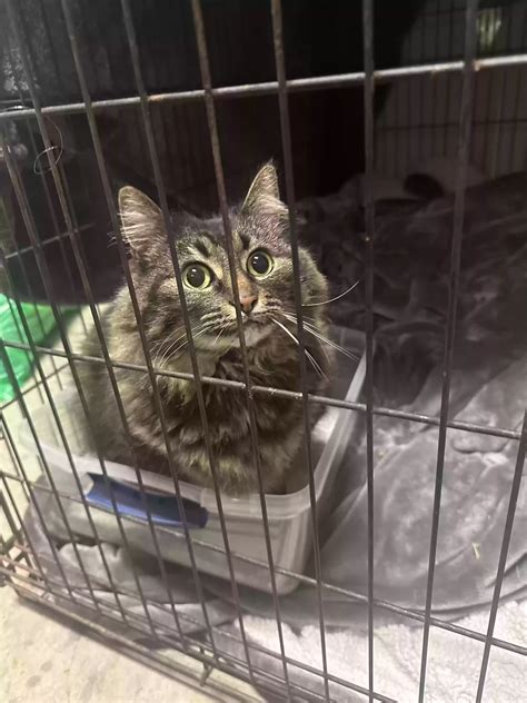 Cat adoption in Eagle Point, OR 97524: Unknown Cat "Isla (pronounced Ila)"
