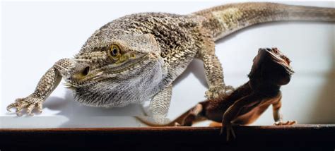 Bearded Dragon Care: Info, Habitat, Diet & Health - PetsWithScales
