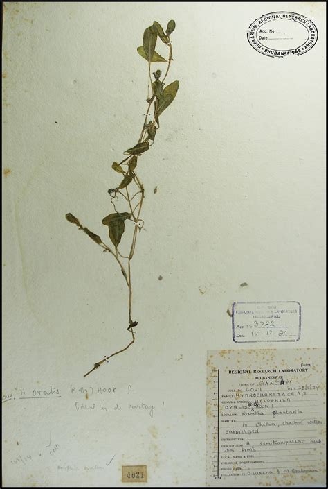Herbarium JCB