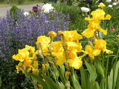 Image result for Popular Spring Flowers