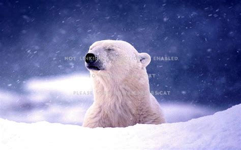 Bing Wallpaper Winter 的图像结果