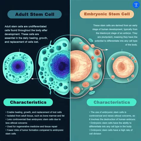 Embryonic Stem Cells: Controversy, Mechanisms, and Safety (2023)