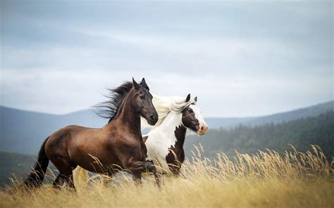 Wallpaper Of Horse