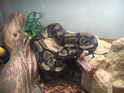 Ball Python Cint Reptile 的图像结果