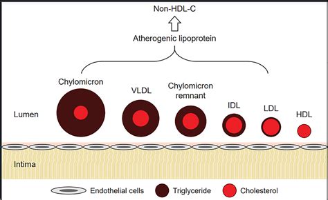 Colesterol Vldl Very Low Density Lipoprotein An Overview