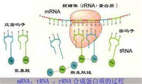 tRNA - 搜狗百科