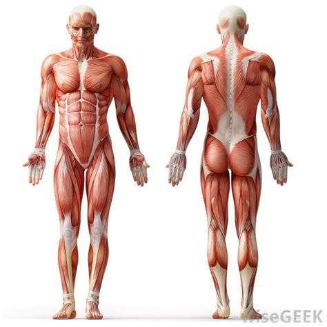 Image result for Skeletal System Muscular System