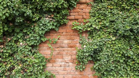 Growing Walls