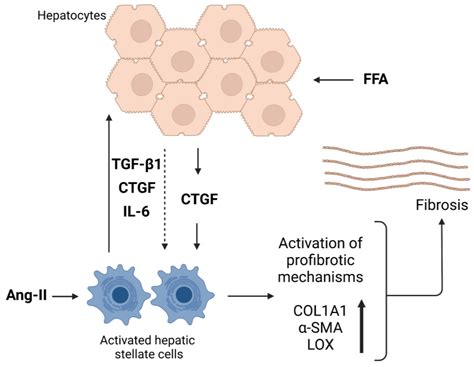 The Role of CTGF in Liver Fibrosis Induced in 3D Human Liver Spheroids