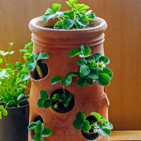 How To Grow Amazing Plants In Strawberry Jars The Home, 40% OFF