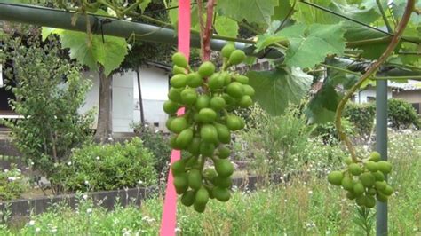 Image result for Maya Python