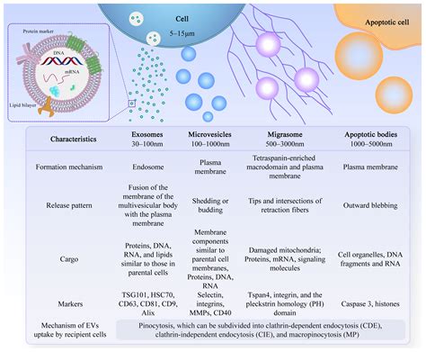 Advances in the Study of Extracellular Vesicles for Bone Regeneration
