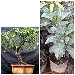 Siam Garden Live Plant Bonsai All Season Mango Plant Sweet Dwarf Kerala ...