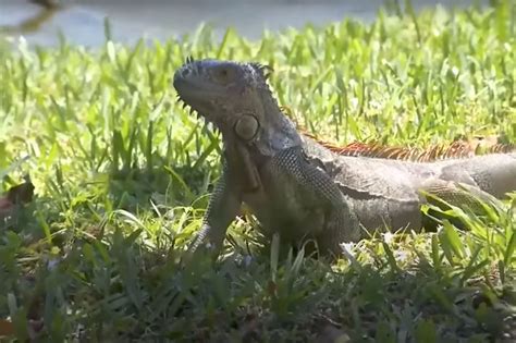 Miami Beach considers paying bounty for iguanas