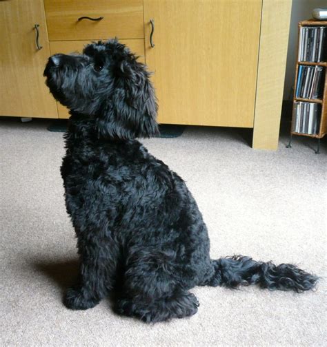 Image result for Cockapoo Grooming Kit