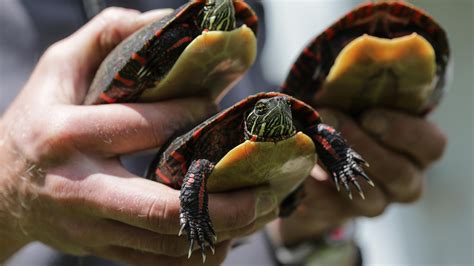 Snapping Turtle Bite 的图像结果