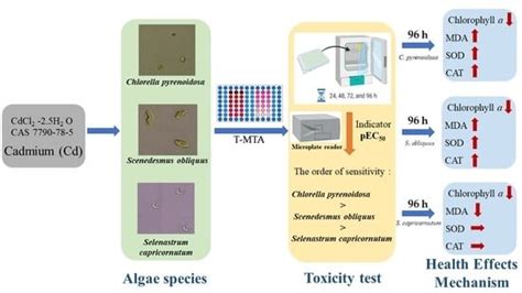 Time-Dependent Toxicity and Health Effects Mechanism of Cadmium to ...