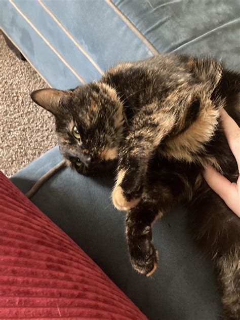 Stop Cat