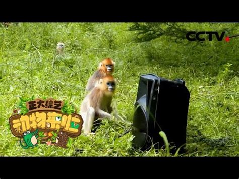 [正大综艺·动物来啦] 金丝猴家族存在话语权现象 这是真的吗？ | CCTV - YouTube