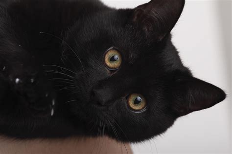 The Meaning of Black Cat: Superstitions and Symbolism Explained ...