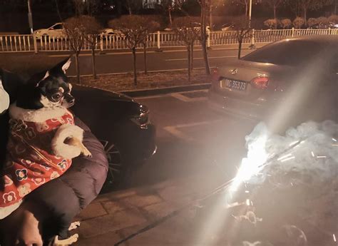 Image result for Exploding Chihuahua