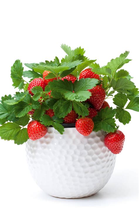 Best Strawberry Plants To Grow In Pots at Nancy Hansen blog